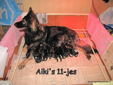 Aiki haar Elfjes, 11 Oudduitse Herder pups zijn geboren